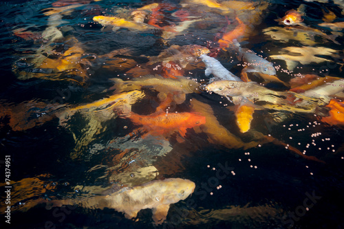 Different colorful koi fishes swimming in aquarium