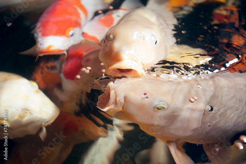 Different colorful koi fishes swimming in aquarium photo