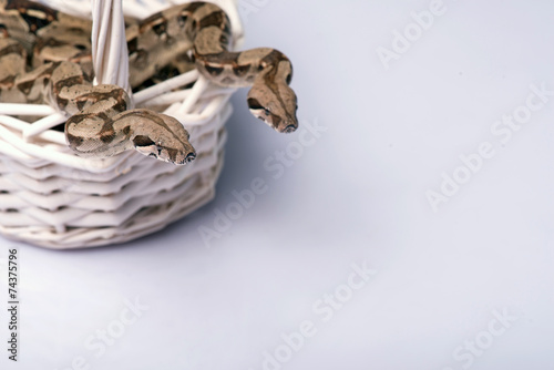 Fototapeta Naklejka Na Ścianę i Meble -  reptiles on white background