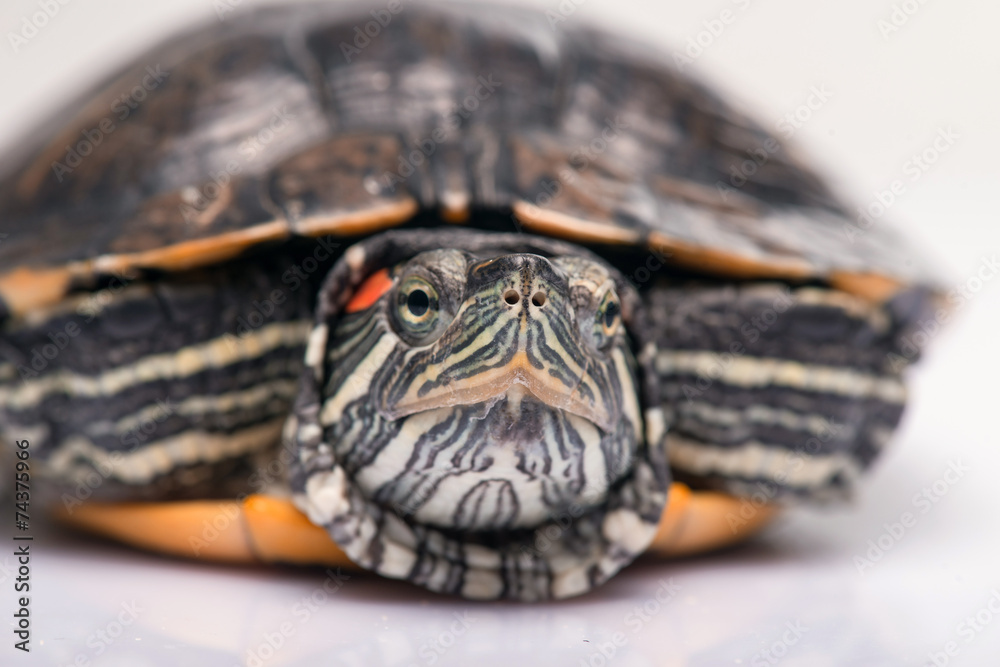 Obraz premium reptiles on white background