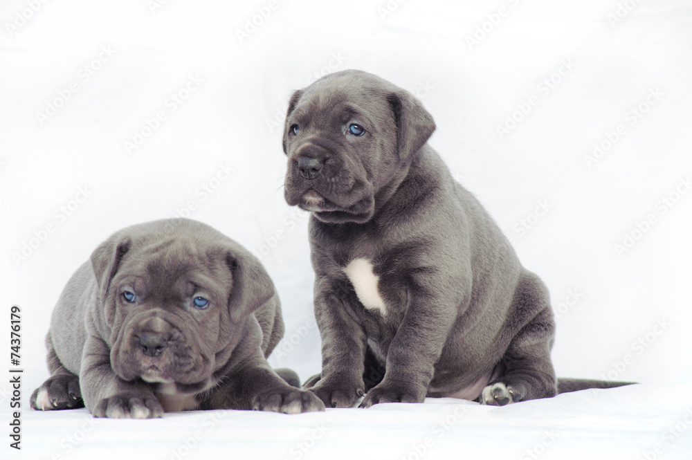 Grey cane corso puppies Stock Photo | Adobe Stock
