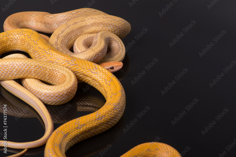 Fototapeta premium Yellow Rat Snake on black background