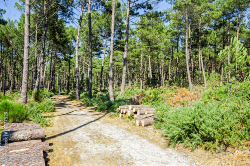 Forêt landaise photo