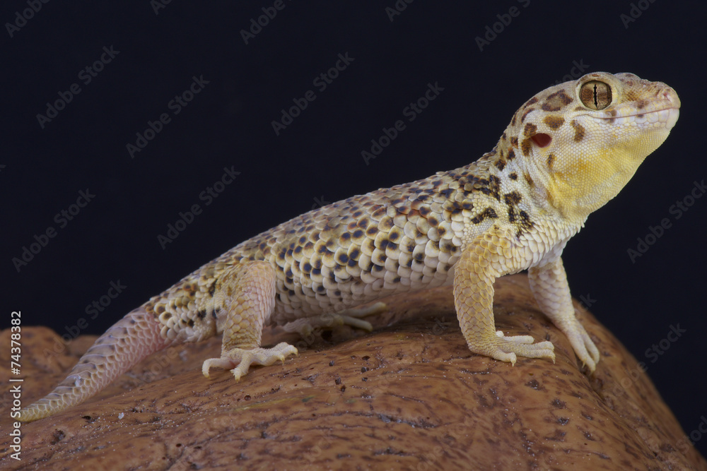 Naklejka premium Frog-eyed gecko / Teratoscincus roborowski