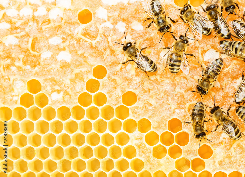 Working bees - obrazy, fototapety, plakaty 