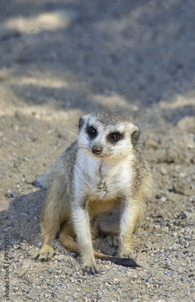 Close up portrait of meerkat which is sitting in the sand Close up portrait of meerkat which is sitting in the sand