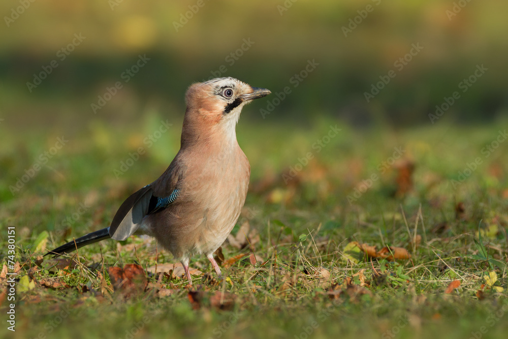 Fototapeta premium Eichelhäher