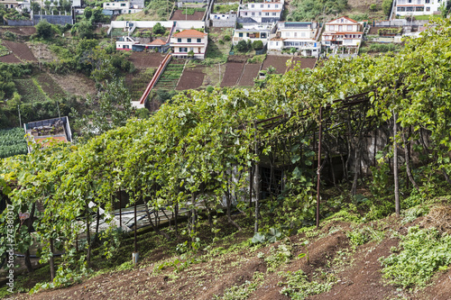 Vineyards in Madeira Island