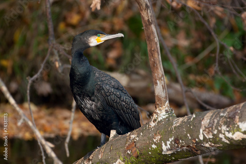 Kormoran