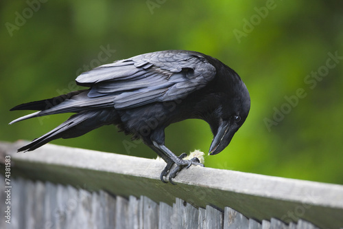 Raven on wooden fence