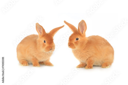 two brown rabbit © fotomaster
