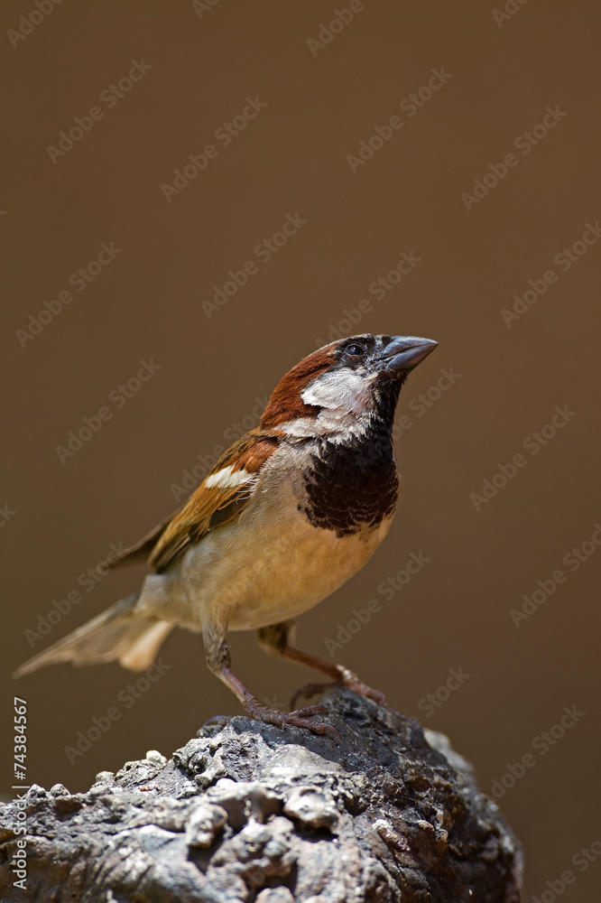 Male House Sparrow perched on rock; Passer domesticus