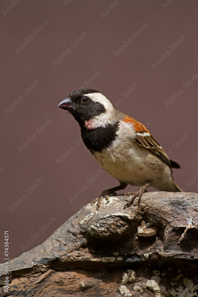 Male Cape Sparrow perched on rock; Passer melanurus Male Cape Sparrow perched on rock; Passer melanurus