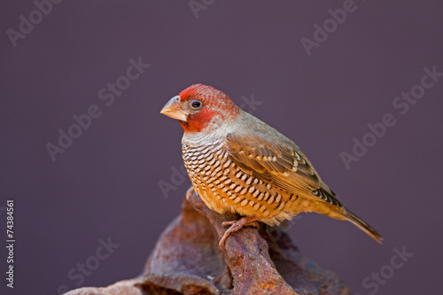 Red-Headed Finch perched on rock; Amadina erythrocephala