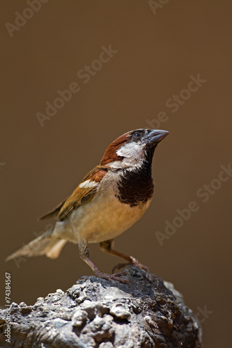 Male House Sparrow perched on rock  Passer domesticus © Gerrit de Vries