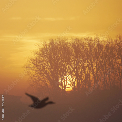 Sonnenaufgang mit Geisterflieger photo