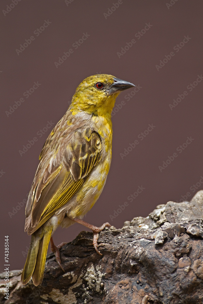 Obraz premium Non-breeding Southern Masked-Weaver; Ploceus velatus