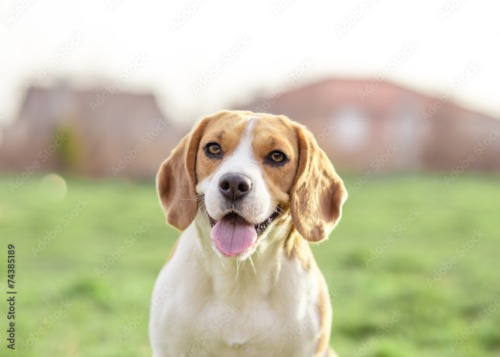 Happy Beagle dog outdoor portrait