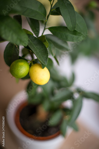 Obraz na płótnie Lemon w salonie