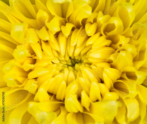 close up of yellow chrysanthemum