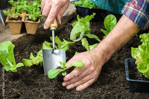 Farmer planting young seedlings photo