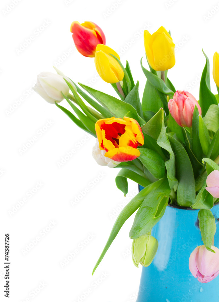 bouquet of multicolored   tulip flowers in blue pot