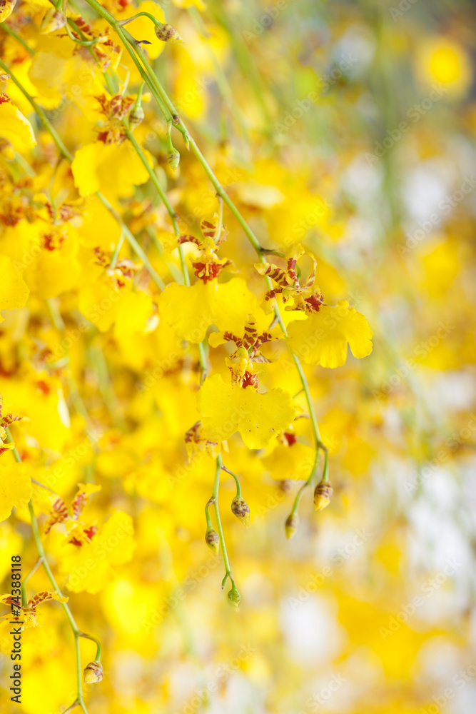 yellow Oncidium orchid bunch close up