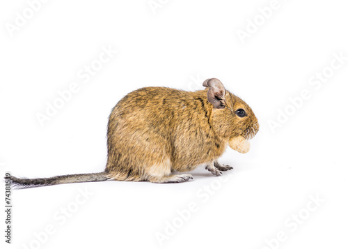Small Degu with a nut