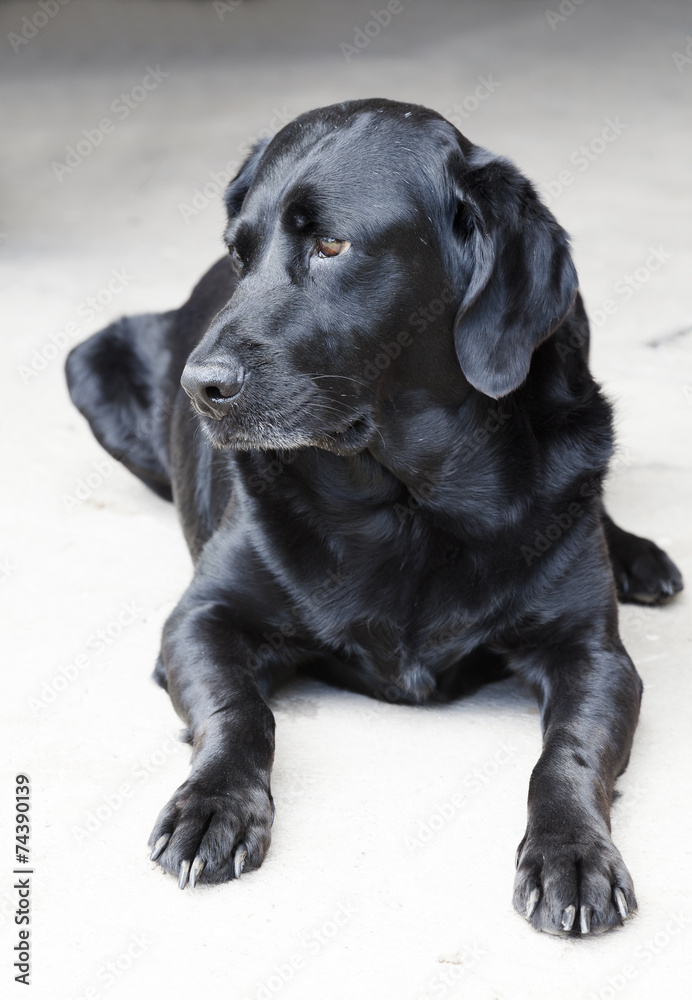 black labrador sitting in the courtyard looking aside