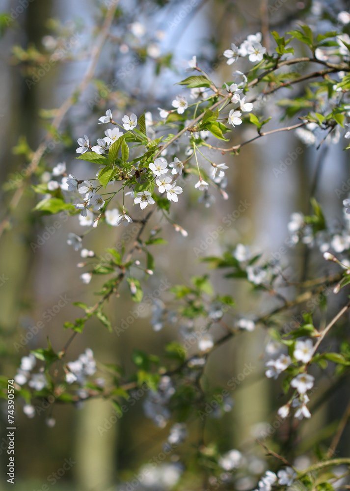 The cherry blossom under the soft spring sunshine The cherry blossom under the soft spring sunshine