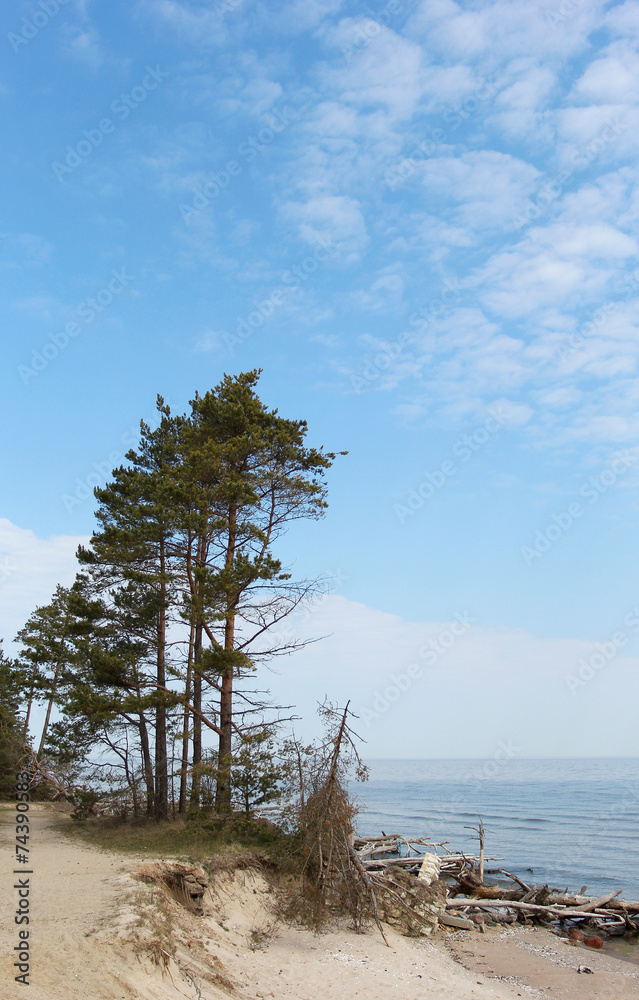 The green pines standing at the seashore in Latvia