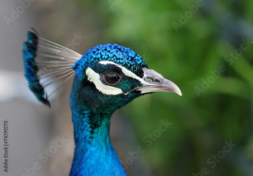 The colorful peacock close up portrait