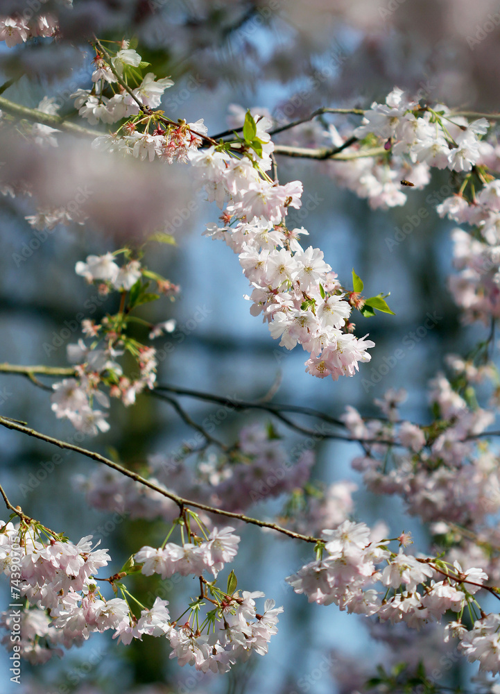 The sakura blossom under warm spring light The sakura blossom under warm spring light