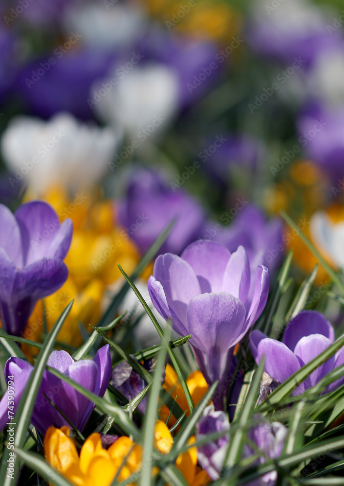 The big amount of purple and yellow crocuses growing in the park