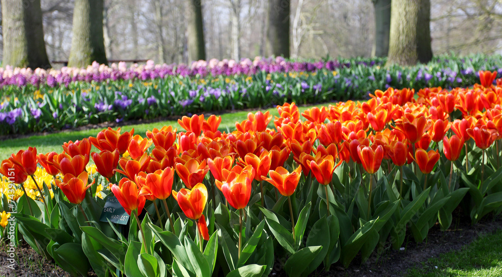 Many red tulips growing under the spring sunshine