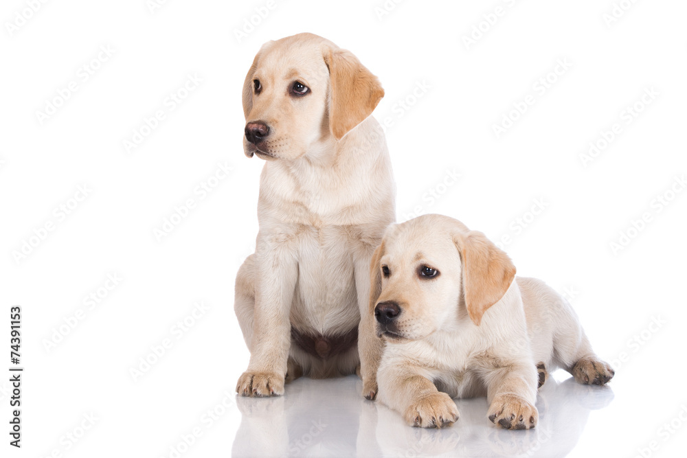 two labrador puppies on white