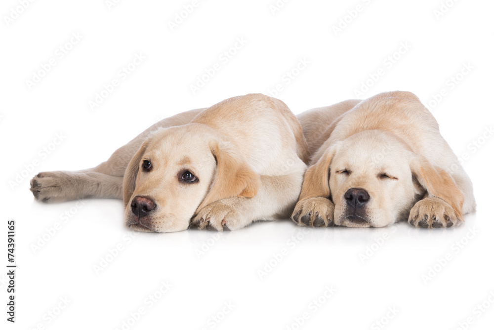 two labrador puppies lying down