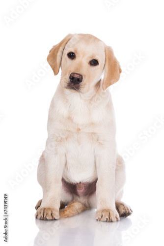 adorable yellow labrador retriever puppy © otsphoto