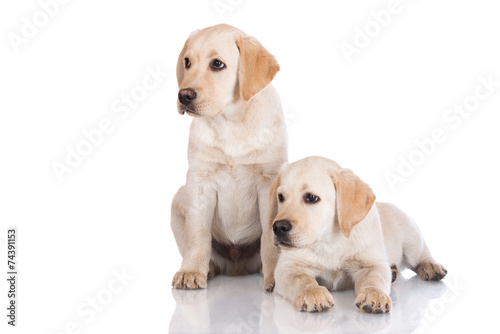 two labrador puppies on white