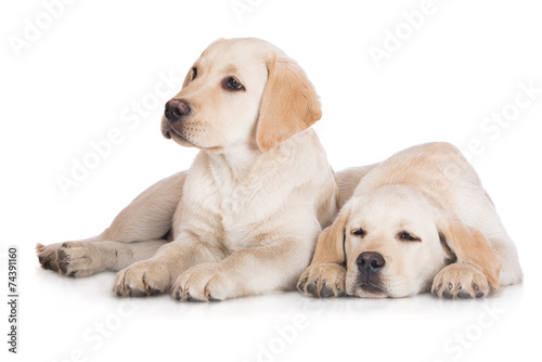 two labrador puppies lying down on white
