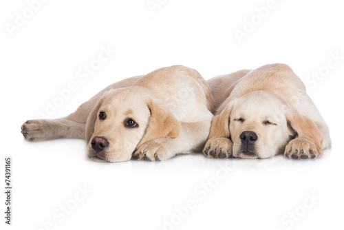 two labrador puppies lying down