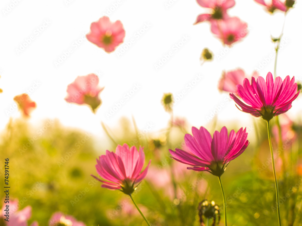 Cosmos flower