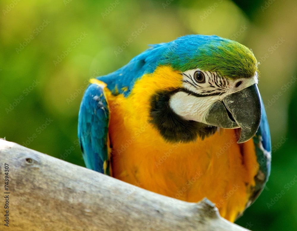 Blue & Yellow McCaw Parrot