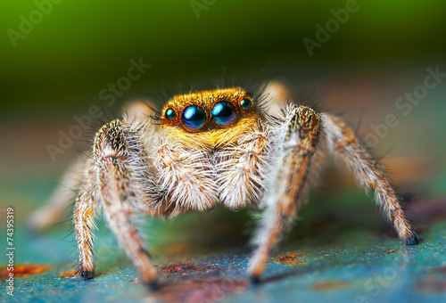 Fototapeta Jumping spider