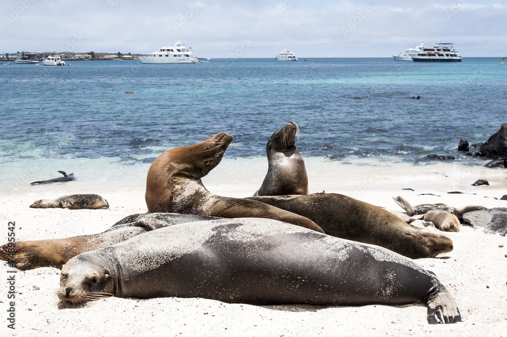 Sea lions in seashore in Galapagos Islands, Ecuador Sea lions in seashore in Galapagos Islands, Ecuador