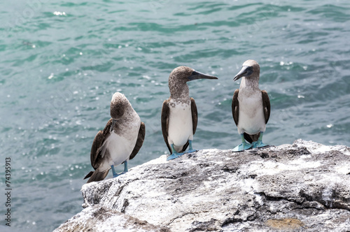 Canvastavla Blue-footed boobies of the Galapagos Islands, Ecuador, on the rocks by the ocean