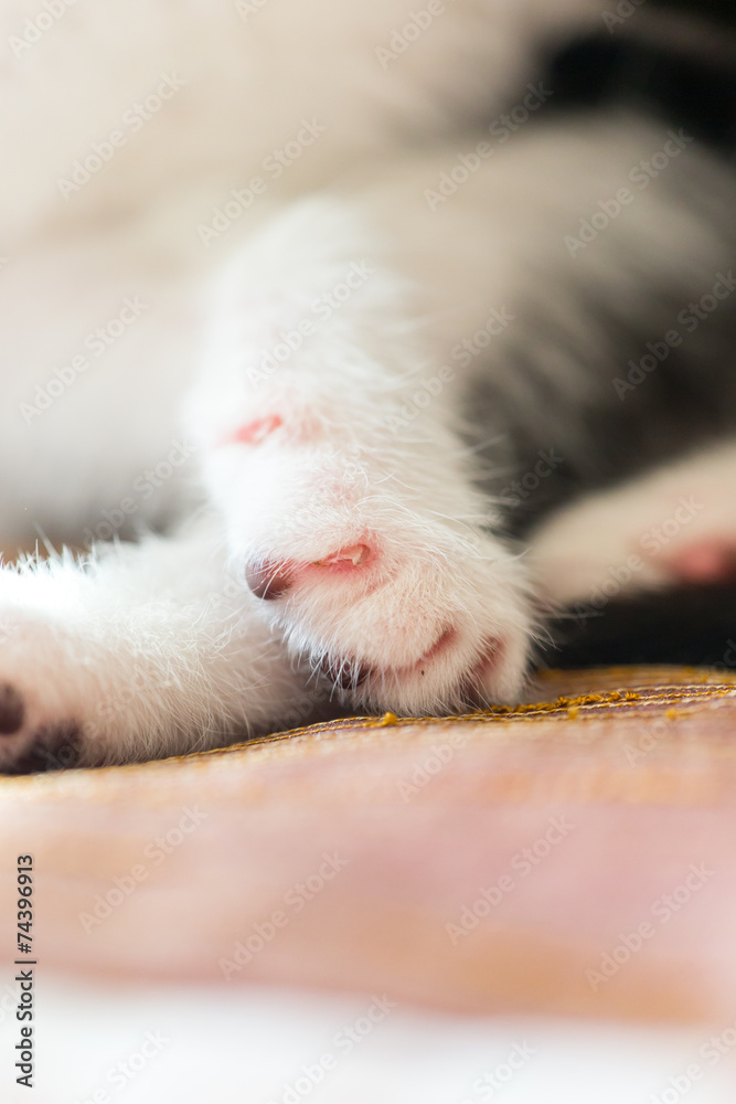 Katzenbaby Katzenbaby