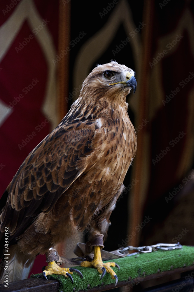Fototapeta premium Harris eagle