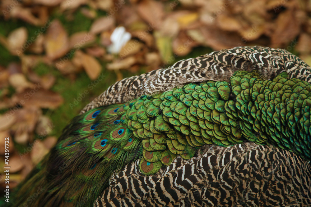 Fototapeta premium piume