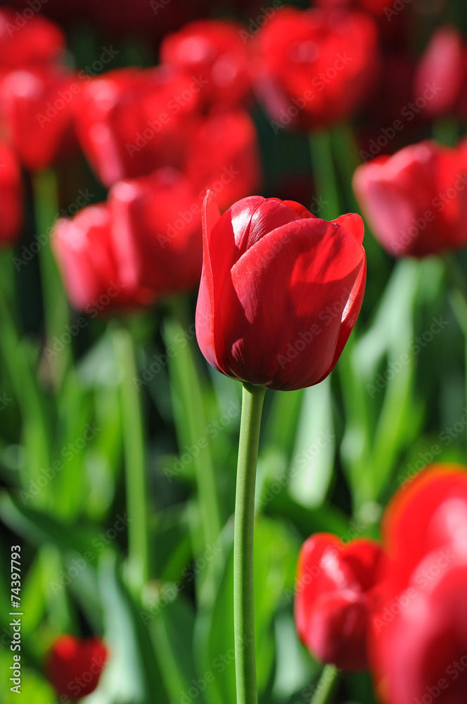 rote Tulpen rote Tulpen